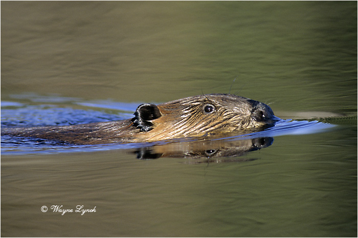 American Beaver 104 by Dr. Wayne Lynch &copy;
